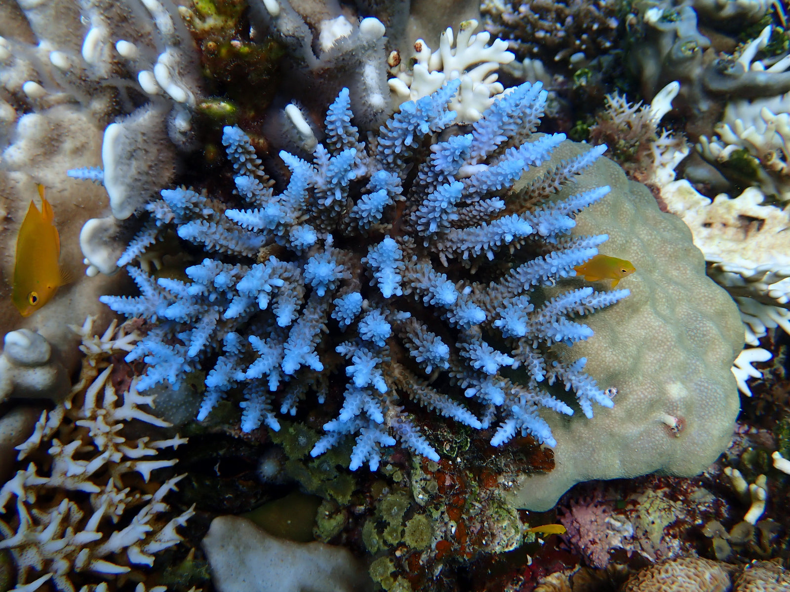 Coral Reef Conservation Driven By Community